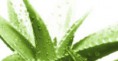 /album/galleria-fotografica/aloe-vera-la-pianta-jpg1/